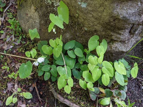 Epimedium diphyllum, photograph 4