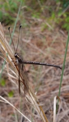 Ascaloptynx appendiculata