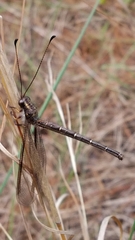 Ascaloptynx appendiculata