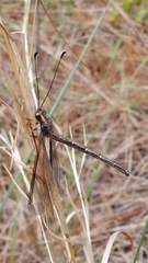 Ascaloptynx appendiculata