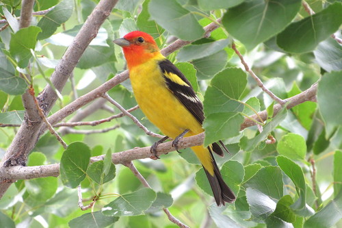 Western Tanager, photo 5 of 9