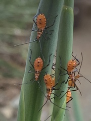 Leptoglossus clypealis