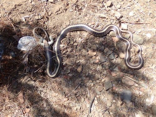 Western Patch-nosed Snake (Salvadora hexalepis), a species recorded in Nevada