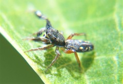 Metacyrba punctata