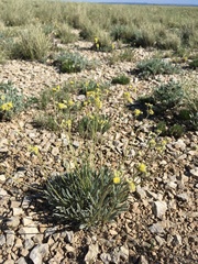 Eriogonum lachnogynum