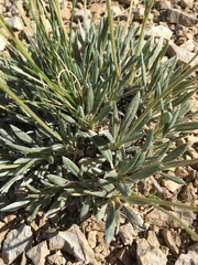 Eriogonum lachnogynum