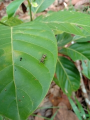 Ropalidia flavopicta