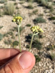 Eriogonum lachnogynum