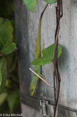 Anolis roquet salinei
