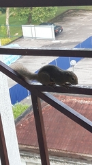 Callosciurus notatus