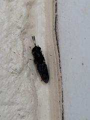 Hermetia sexmaculata