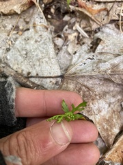 Botrychium angustisegmentum