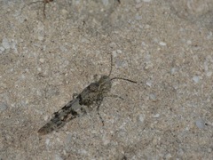 Sphingonotus haitensis haitensis