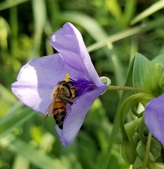 Apis mellifera