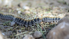 Thaumetopoea pityocampa