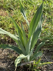 Eryngium yuccifolium