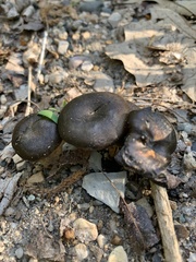 Lentinus longiporus