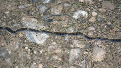 Thaumetopoea pityocampa