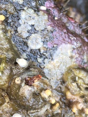 Discorsopagurus schmitti