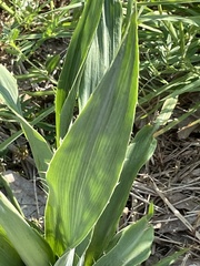 Eryngium yuccifolium