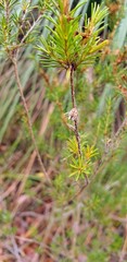 Calytrix tetragona