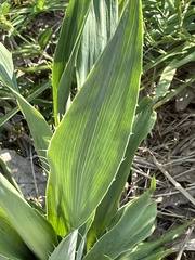 Eryngium yuccifolium