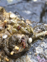 Discorsopagurus schmitti