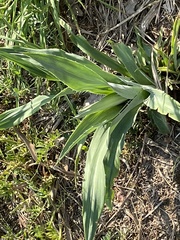 Eryngium yuccifolium