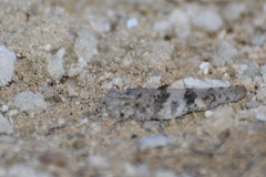 Sphingonotus haitensis haitensis