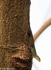 Anolis roquet salinei