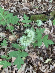 Hydrophyllum macrophyllum