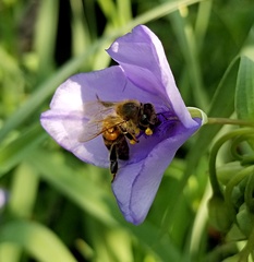 Apis mellifera
