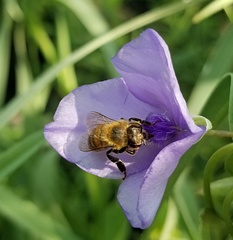 Apis mellifera