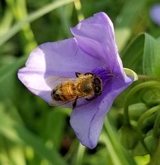 Apis mellifera