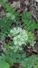 Hydrophyllum macrophyllum