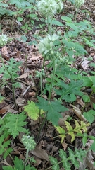 Hydrophyllum macrophyllum