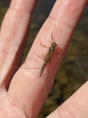 Rhithrogena germanica