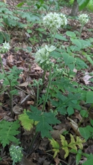 Hydrophyllum macrophyllum