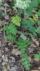 Hydrophyllum macrophyllum