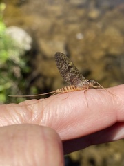 Rhithrogena germanica