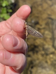 Rhithrogena germanica