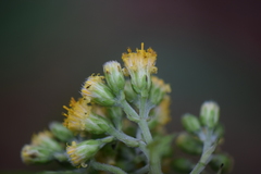 Alloispermum colimense