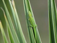 Anolis callainus