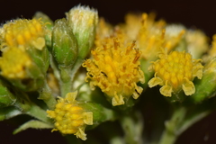 Alloispermum colimense