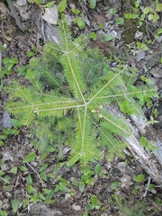 Abies balsamea image