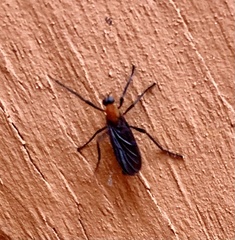 Plecia americana