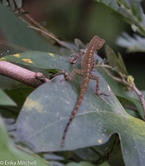 Anolis roquet salinei