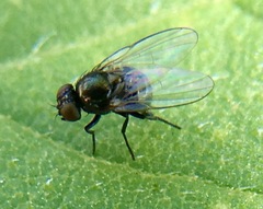 Agromyzinae