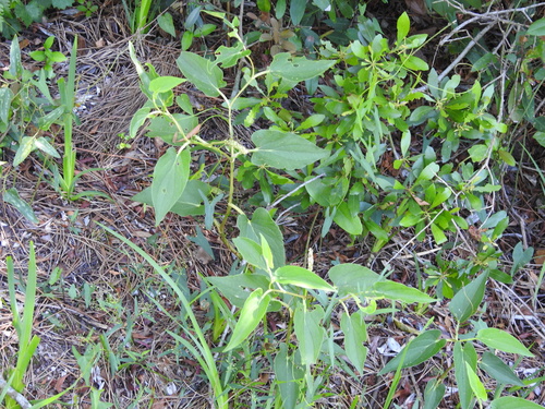 Saururus cernuus image