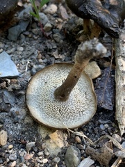 Lentinus longiporus